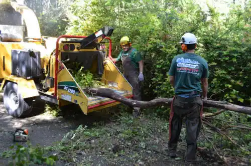 tree services Arcadia